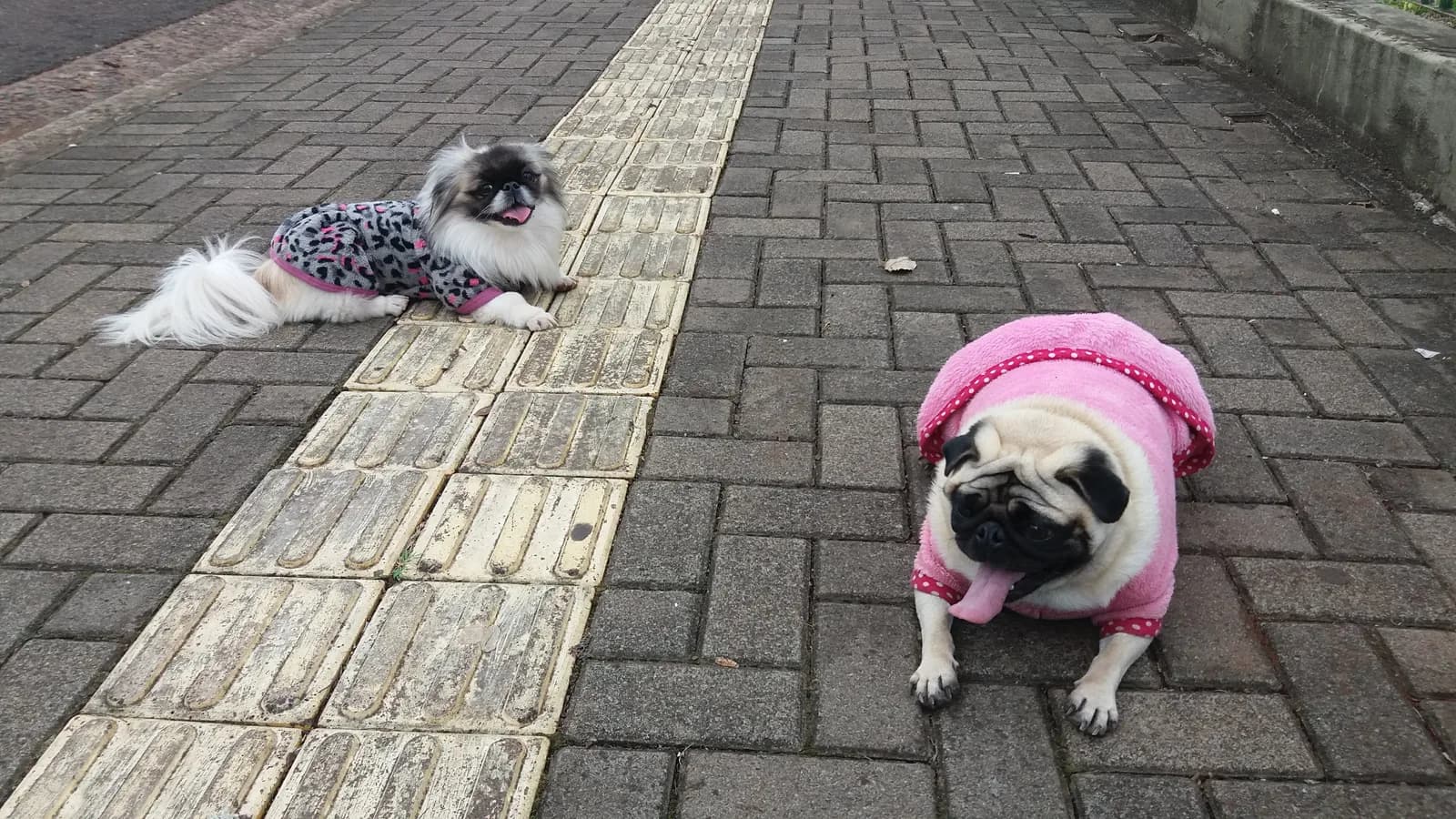 Pet care moments