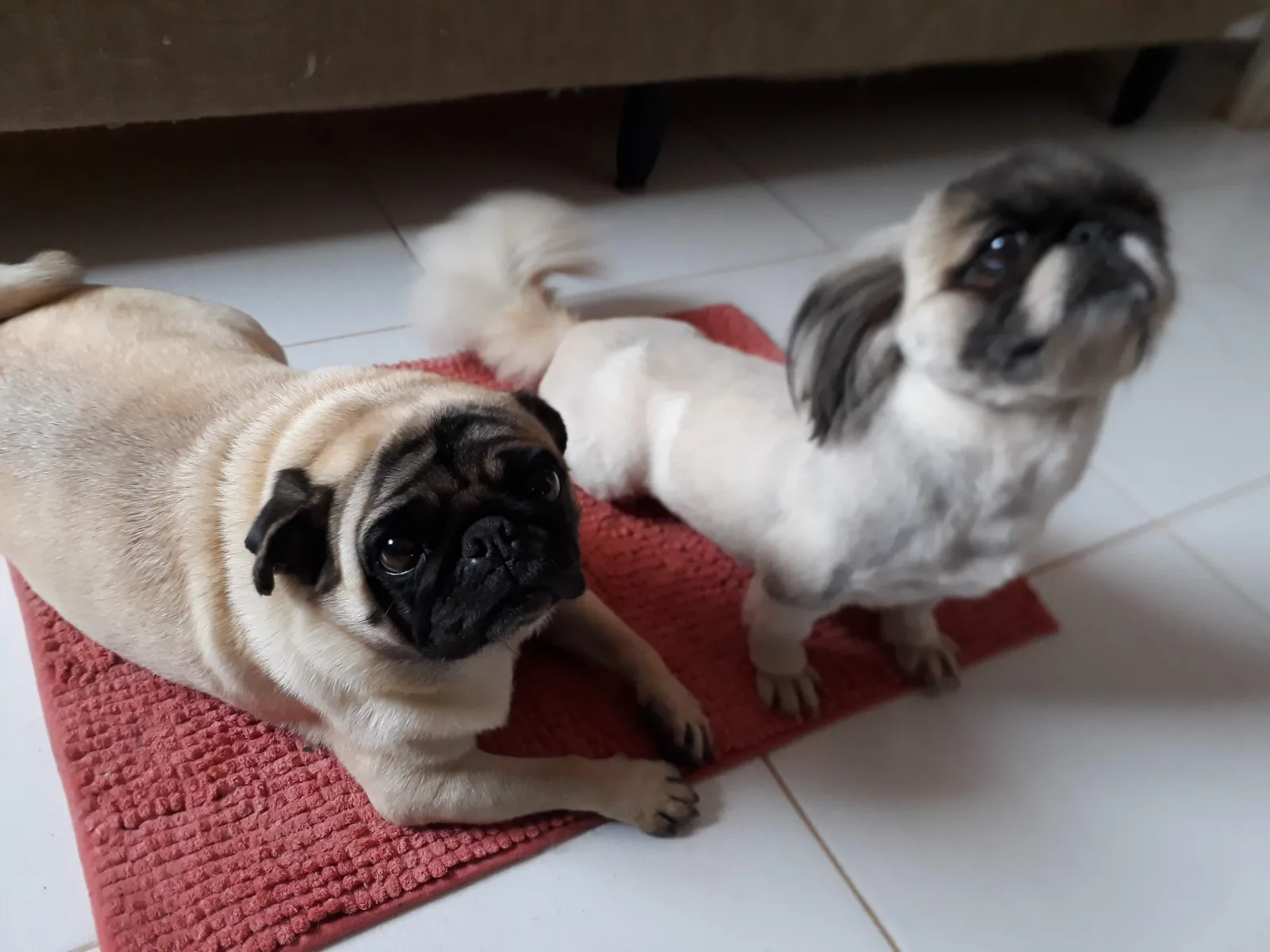 Pet care moments