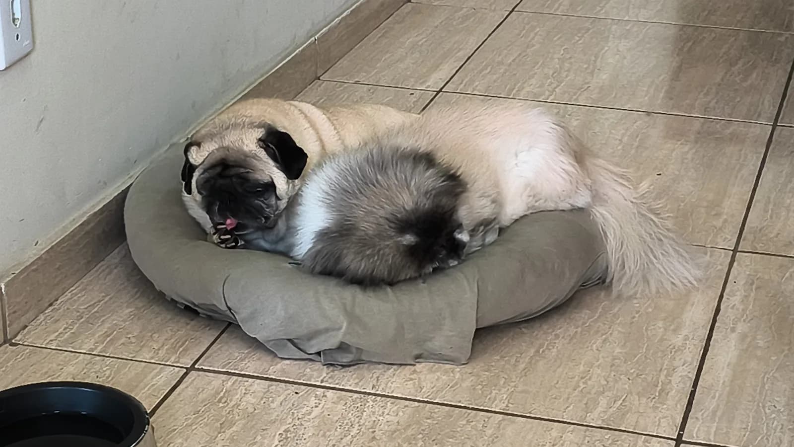 Pet care moments